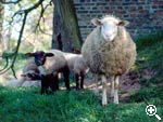 Hofanlage des Mühlenhofes - Ferienhof - Schafe mit Jungtieren auf der Weide